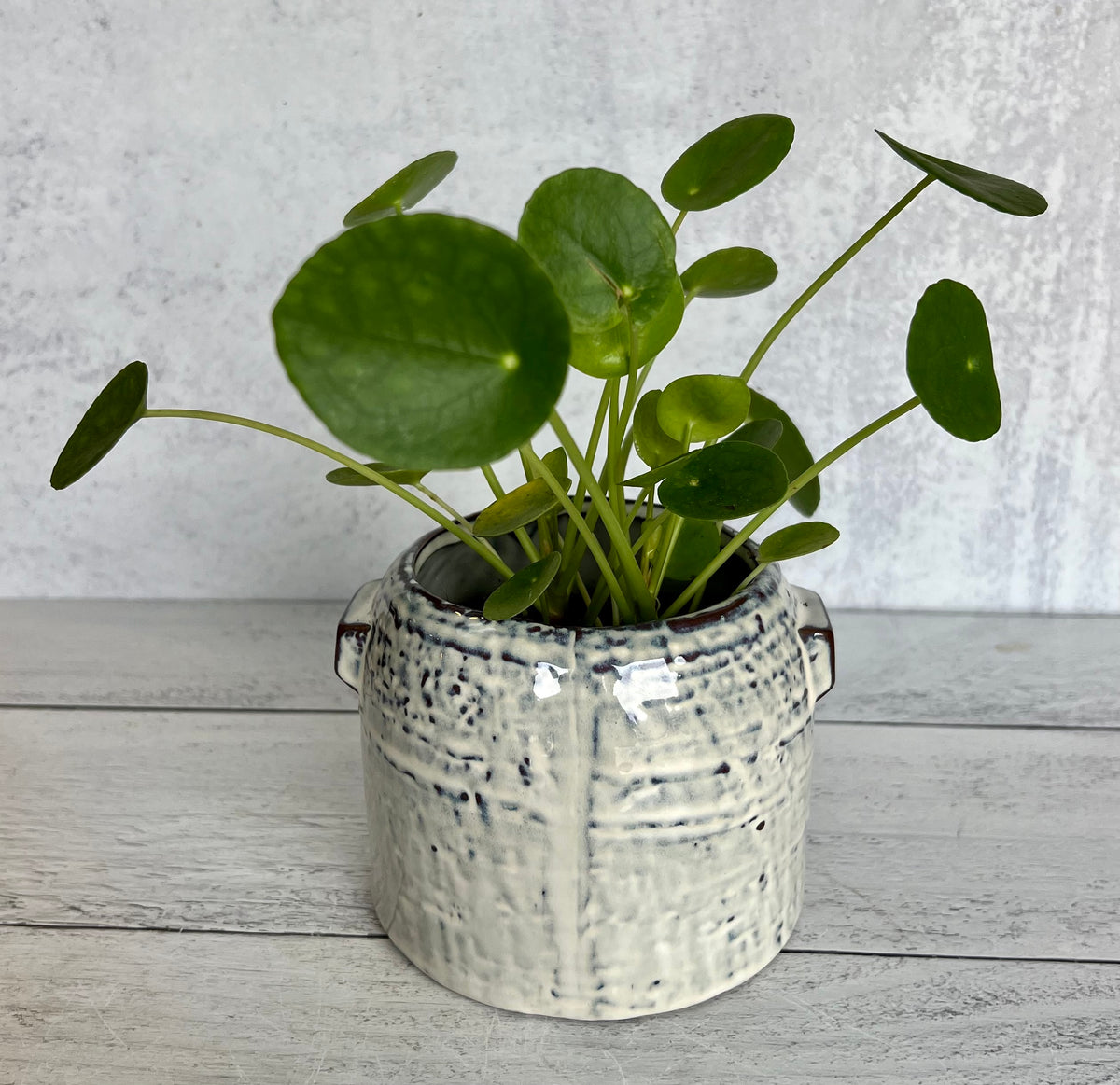 Pilea The Pass it on Plant Drinkwater Flowers