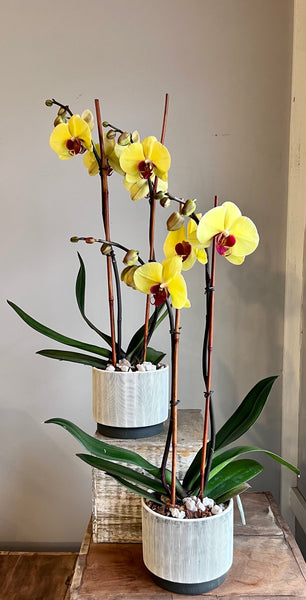 Phalaenopsis Orchid