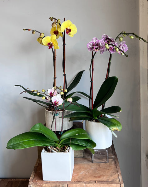 Phalaenopsis Orchid