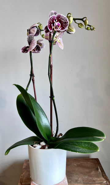 Phalaenopsis Orchid