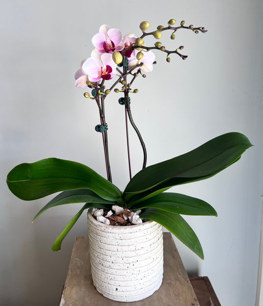 Phalaenopsis Orchid