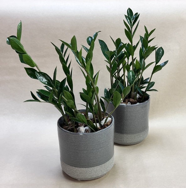 ZZ Plant