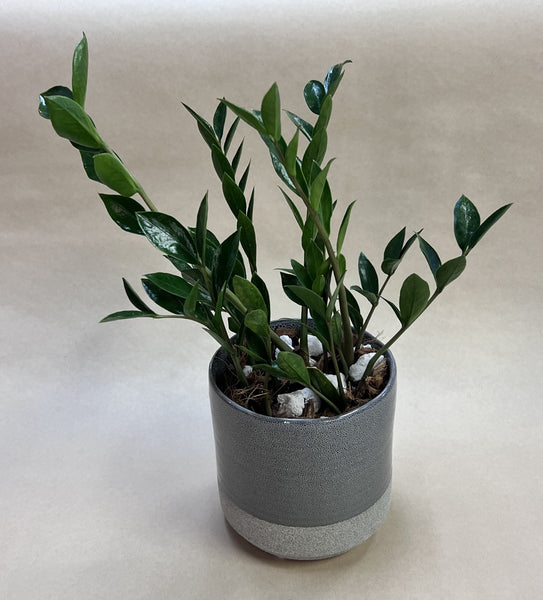 ZZ Plant
