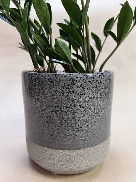 ZZ Plant