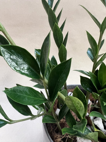 ZZ Plant
