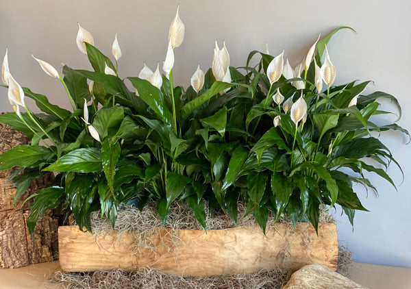 Custom Sympathy & Memorial