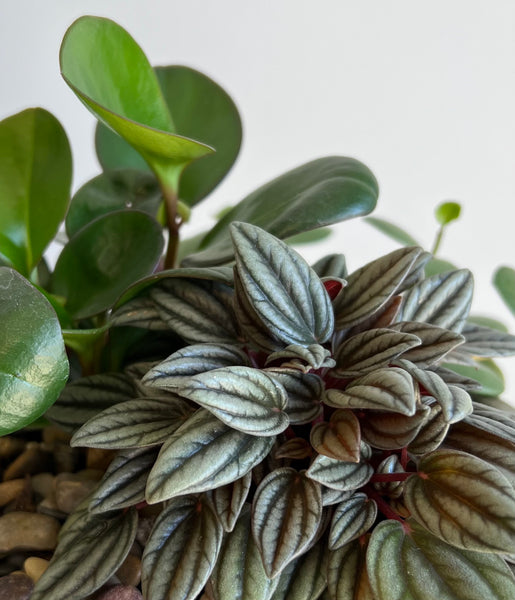 Peperomia Gardens