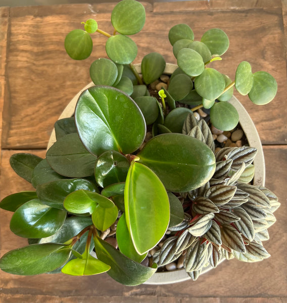 Peperomia Gardens