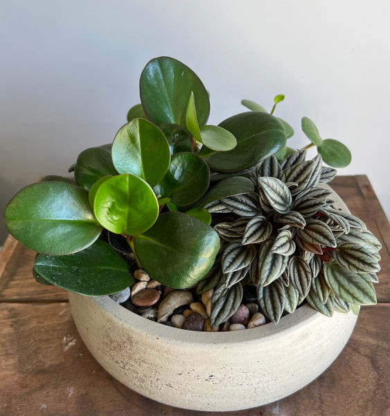 Peperomia Gardens