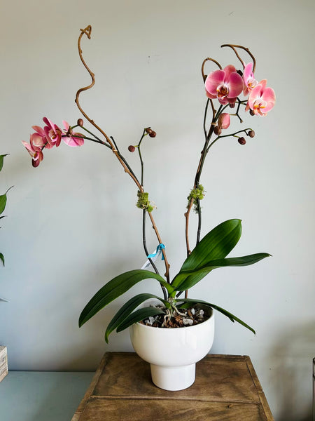 Phalaenopsis Double Bloom Orchid