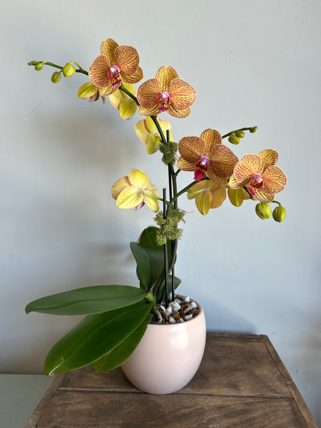 Phalaenopsis Double Bloom Orchid