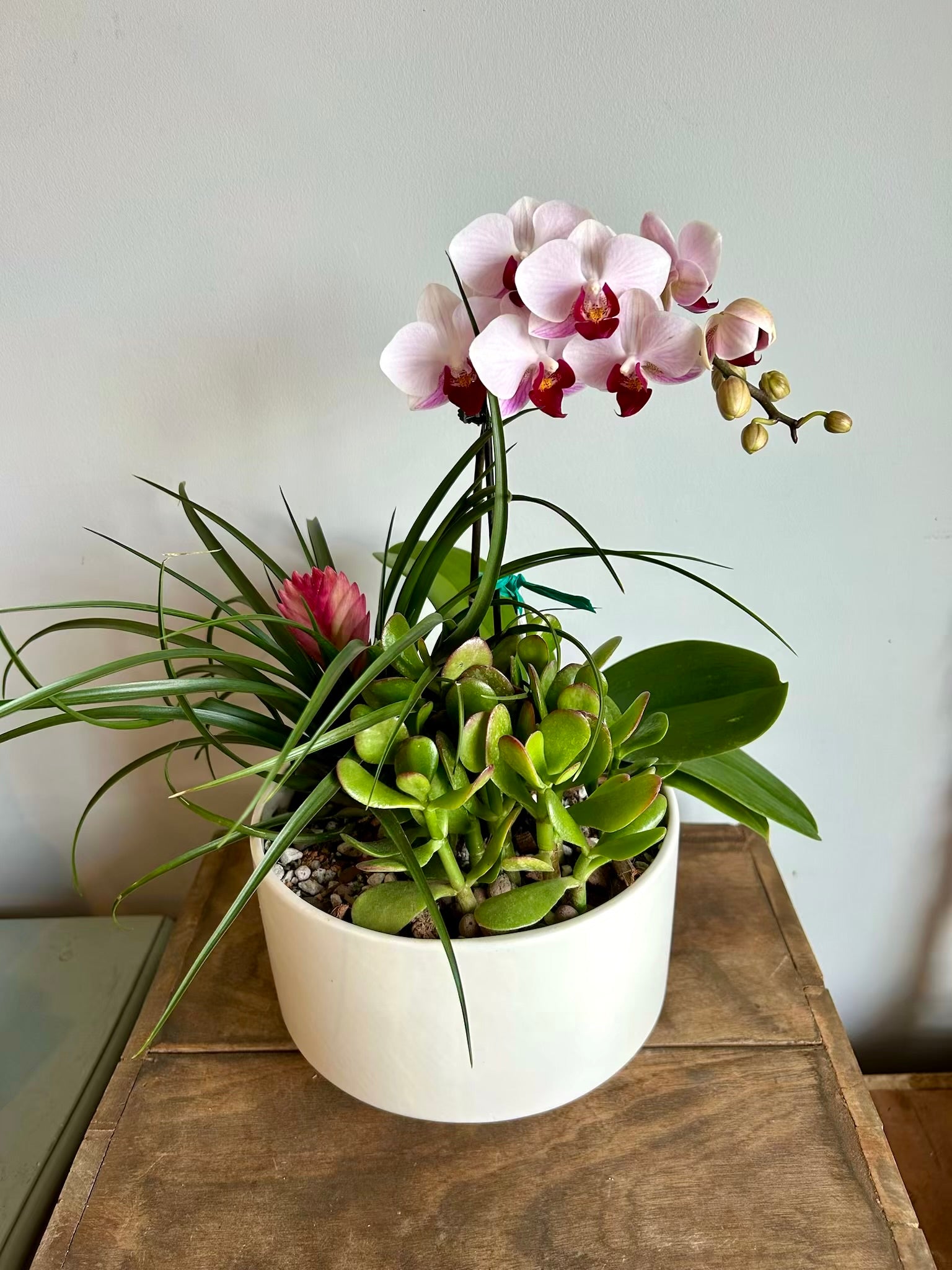 the zen succulent raleigh Zen Succulent Garden – Drinkwater Flowers