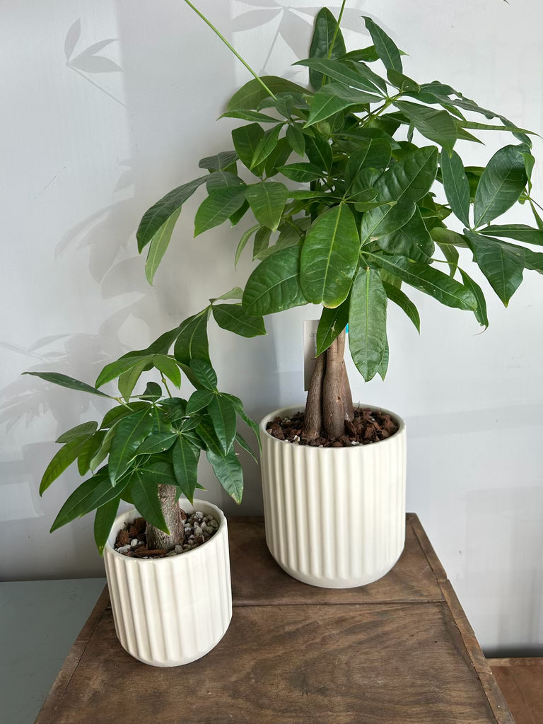 large planter for indoor tree Large Money Tree Plant in Ceramic Planter – Drinkwater Flowers