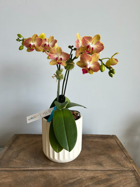 Mini Phalaenopsis Orchid