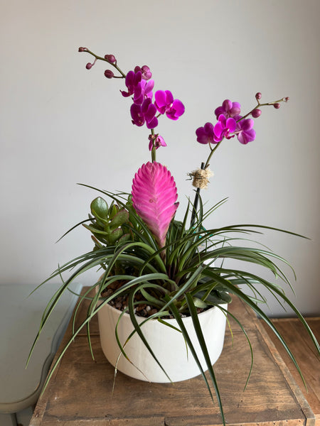 Zen Succulent Garden