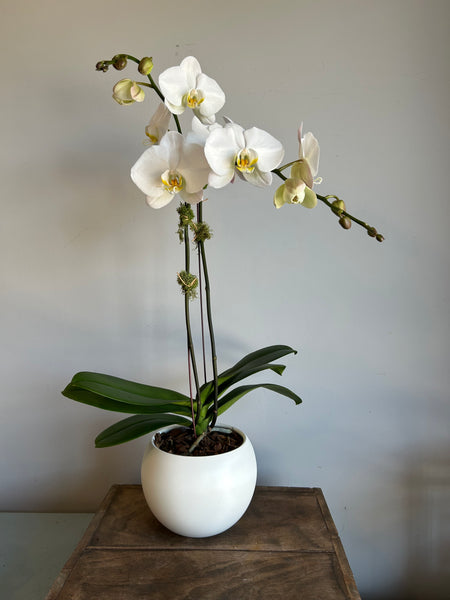 White Phalaenopsis Orchid