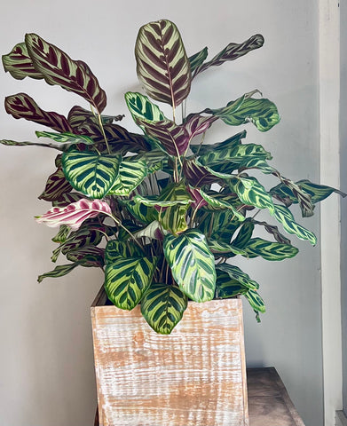 Striking Large Calathea Plant