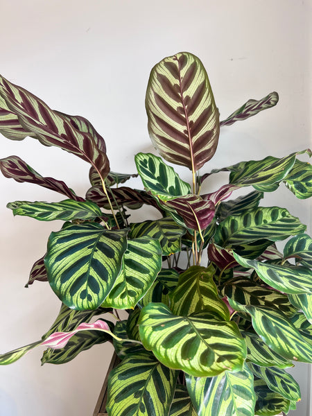 Striking Large Calathea Plant