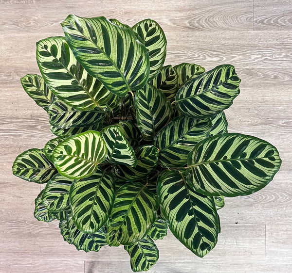 Striking Large Calathea Plant