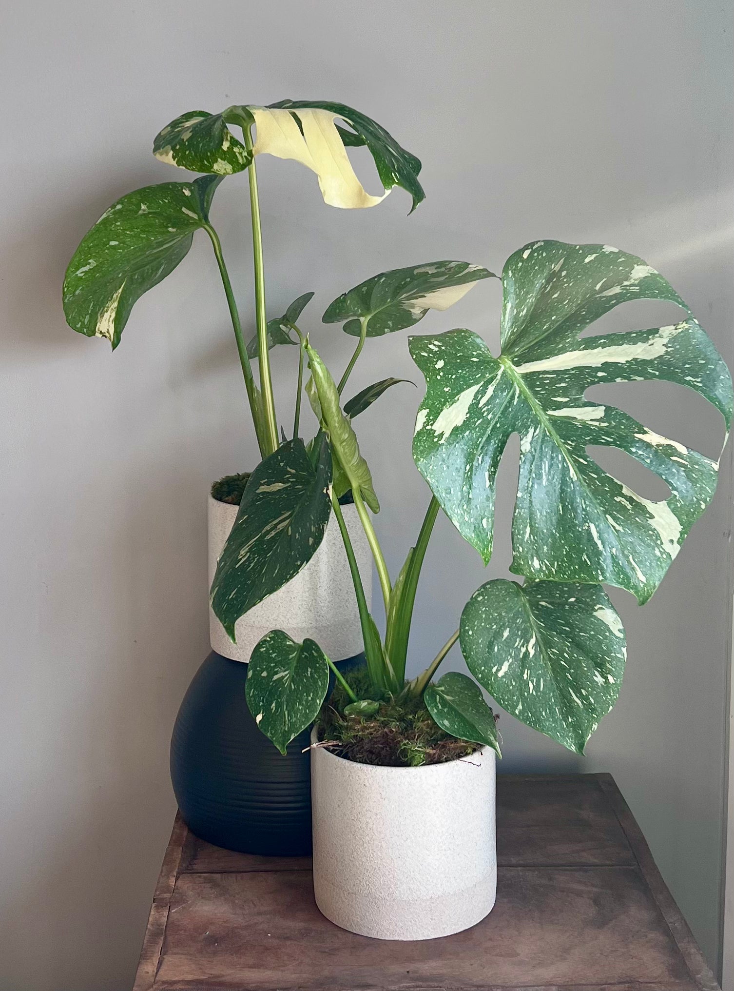 monstera thai plant Thai Constellation Monstera – Drinkwater Flowers
