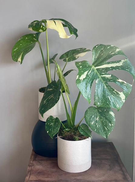 Thai Constellation Monstera