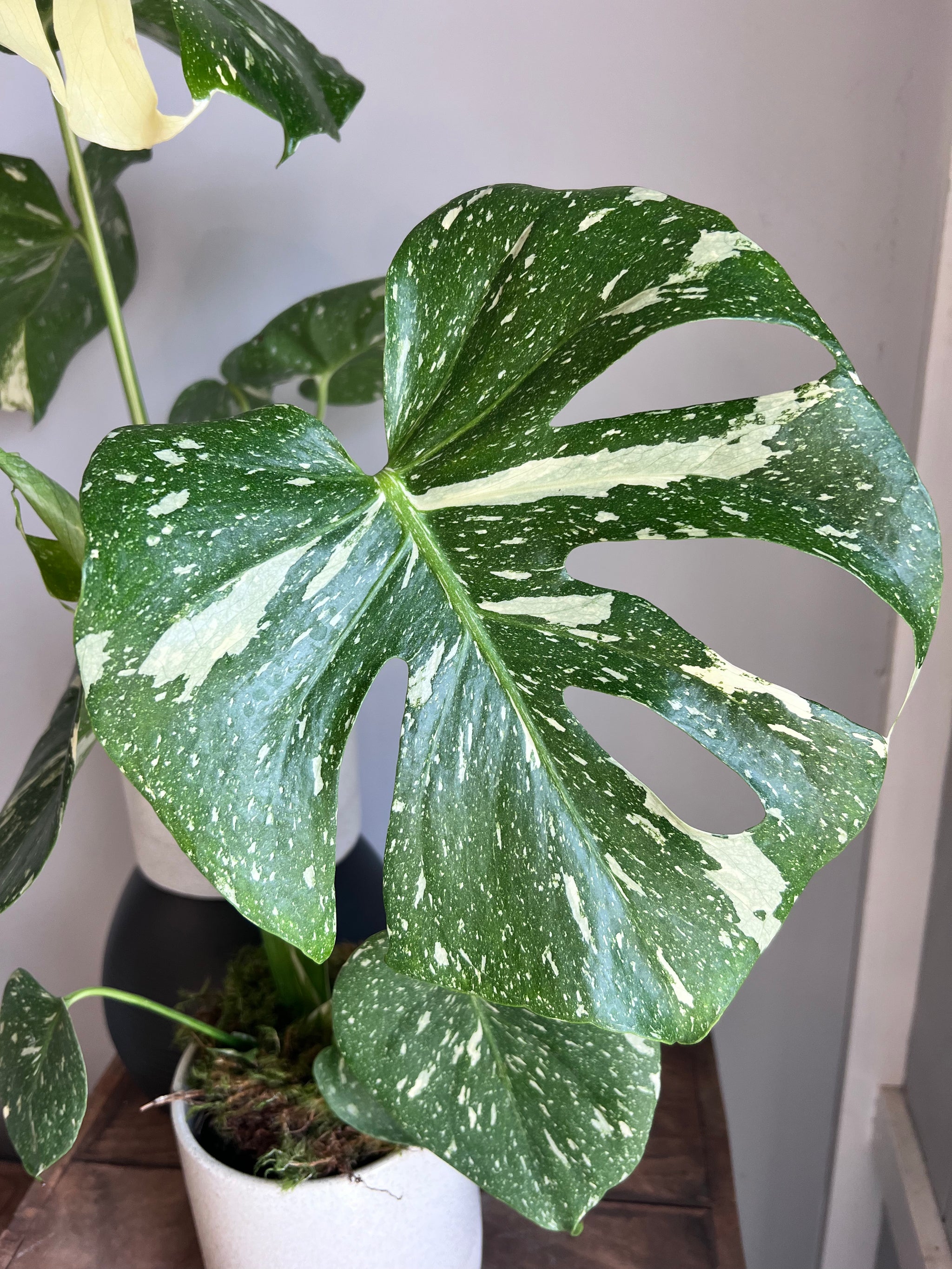 Thai Constellation Monstera – Drinkwater Flowers