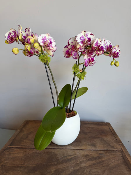Mini Phalaenopsis Orchid