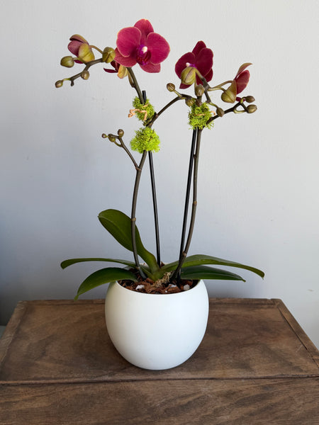 Mini Phalaenopsis Orchid