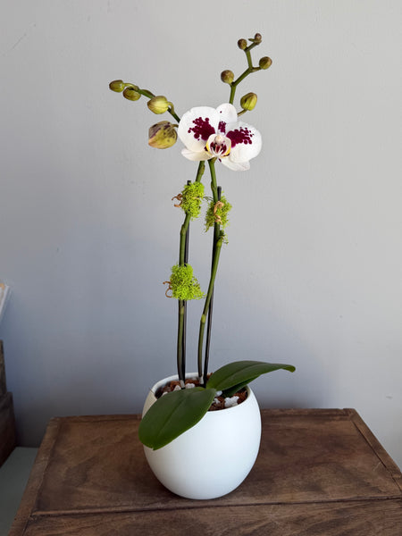 Mini Phalaenopsis Orchid