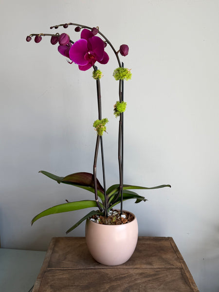 Phalaenopsis Double Bloom Orchid