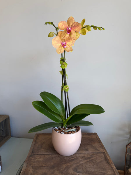 Phalaenopsis Double Bloom Orchid