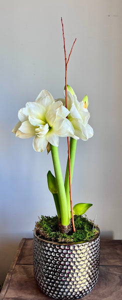 'Alfresco' Amaryllis Bulb