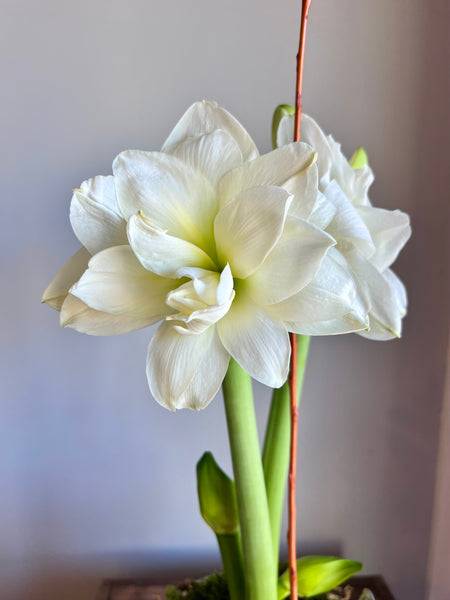 'Alfresco' Amaryllis Bulb