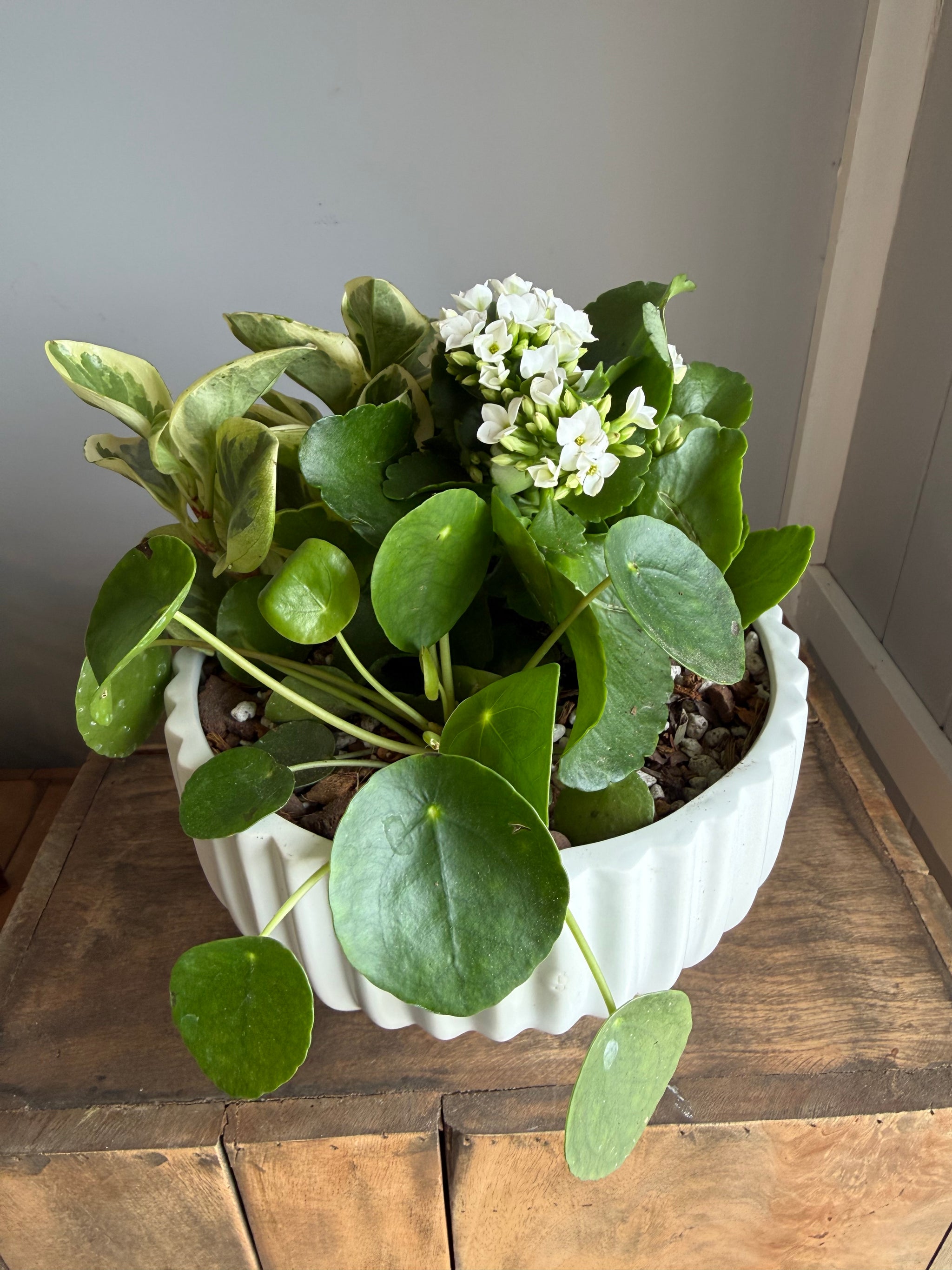 Living Gardens – Drinkwater Flowers