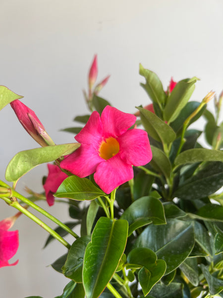 Blooming Mandevilla
