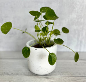 Pilea - The Pass it on Plant