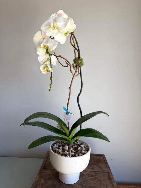 Waterfall Phalaenopsis Orchid