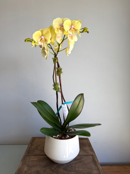 Phalaenopsis Double Bloom Orchid