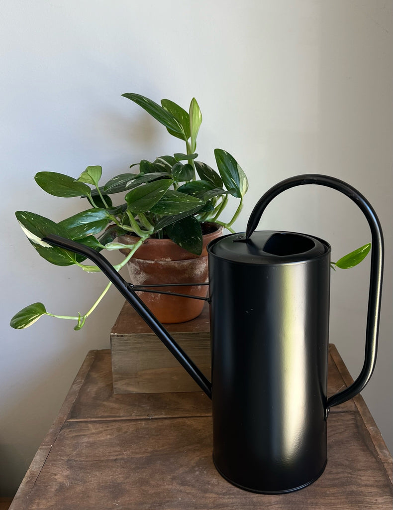 metal house plant watering can Fletch Watering Can – Drinkwater Flowers