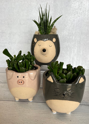 Cats and Hedgehogs & Pigs ...Oh My!