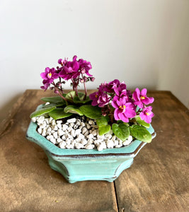 Mini African Violets