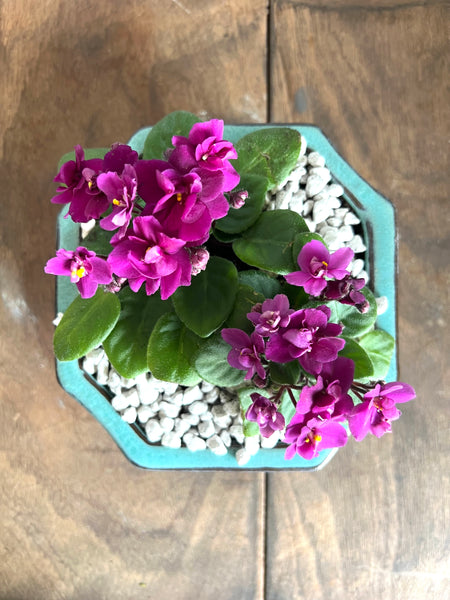 Mini African Violets