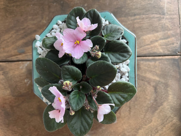 Mini African Violets