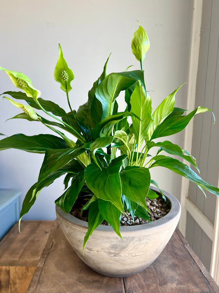 peace lily water vase Spathiphyllum 'Peace Lily' – Drinkwater Flowers