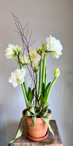 'Alfresco' Amaryllis, Triple Bulb
