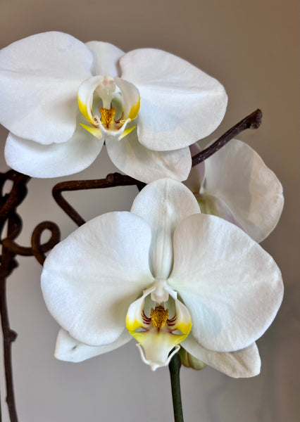 Phalaenopsis Orchid