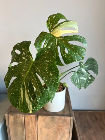 Thai Constellation Monstera