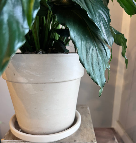 Spathiphyllum 'Peace Lily'