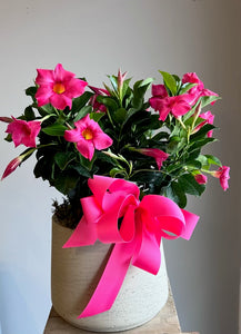 Blooming Mandevilla