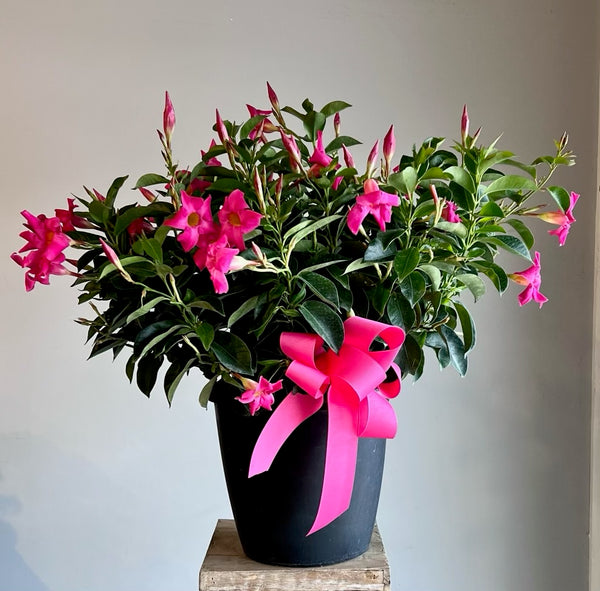 Blooming Mandevilla